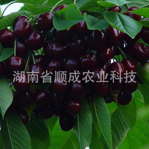 南方、進(jìn)口黑櫻桃